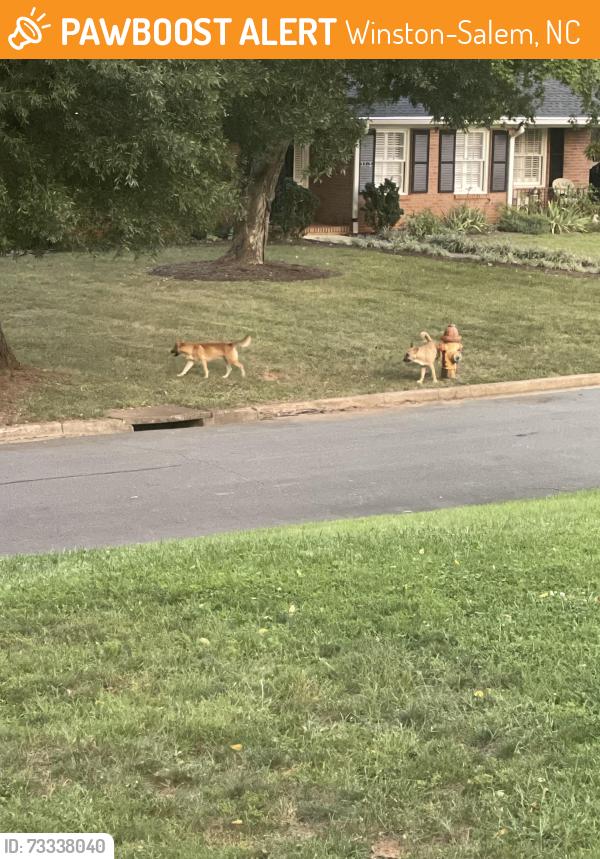 Found/Stray Male Dog last seen Colosseum and Tudor, Winston-Salem, NC 27106