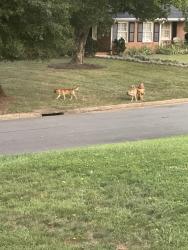 Found/Stray Male Dog last seen Colosseum and Tudor, Winston-Salem, NC 27106