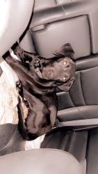 Lost Male Dog last seen HEB, Hudson Oaks, TX 76087