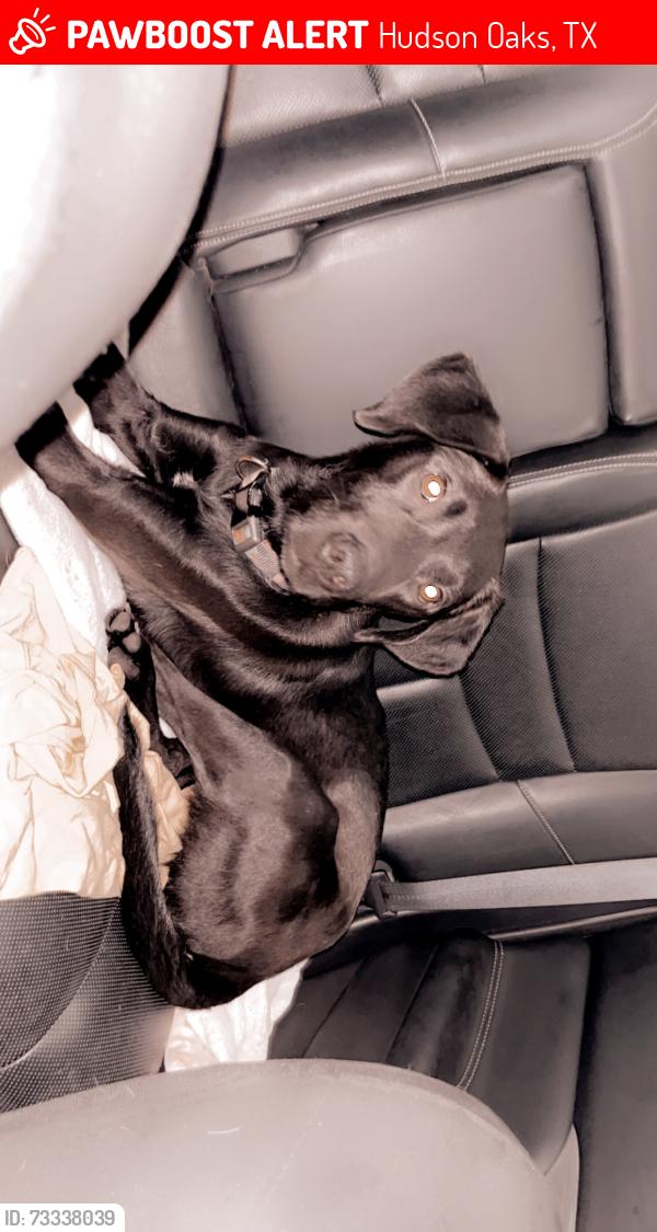 Lost Male Dog last seen HEB, Hudson Oaks, TX 76087