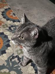 Found/Stray Unknown Cat last seen Avalon apmt complex off of old yellow spring road Fairborn Ohio, Fairborn, OH 45324