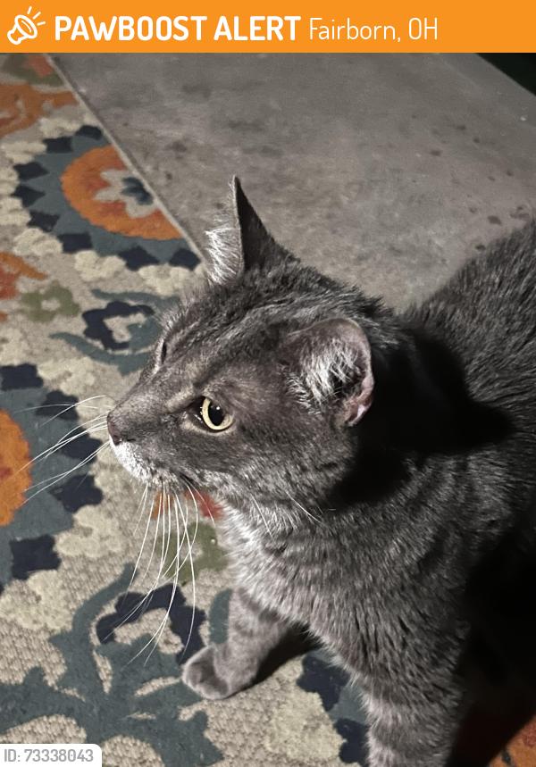 Found/Stray Unknown Cat last seen Avalon apmt complex off of old yellow spring road Fairborn Ohio, Fairborn, OH 45324