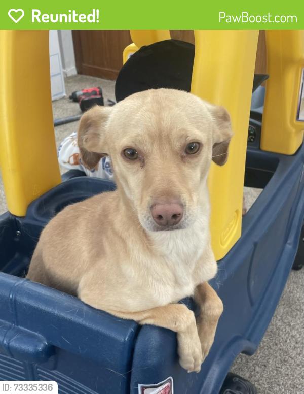 Reunited Male Dog last seen Gibson and Carlisle, Albuquerque, NM 87106