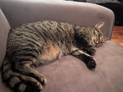 Reunited Male Cat last seen Palmetto, Pacifica, CA 94044