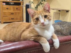 Lost Male Cat last seen Rocky Fork and Hancock Crossing, Lee County, NC 27332