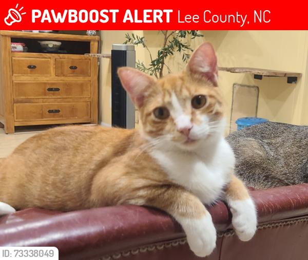Lost Male Cat last seen Rocky Fork and Hancock Crossing, Lee County, NC 27332