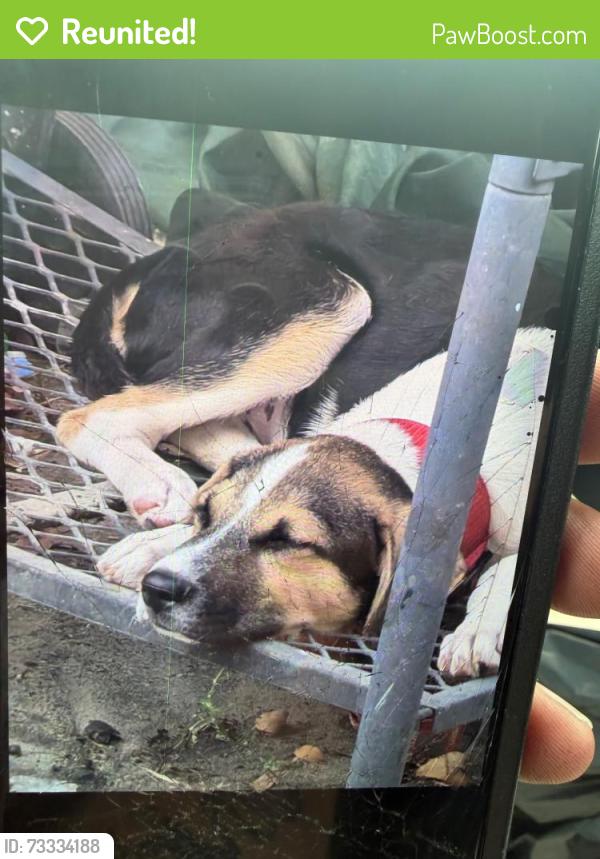 Reunited Male Dog last seen Near dewberry road Pasadena Texas 77506, Pasadena, TX 77502