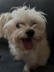 Reunited Female Dog last seen Monticello and Ferdinand, Chicago, IL 60624