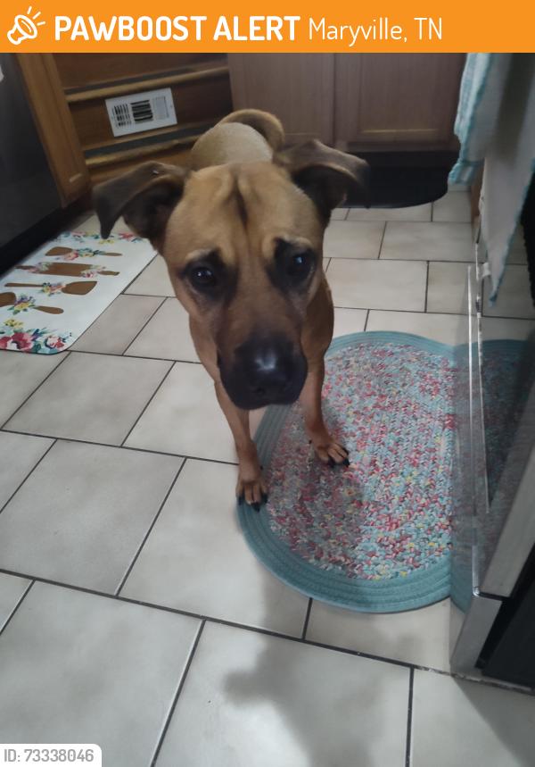 Found/Stray Male Dog last seen Homespun, Sevierville Rd, Maryville, TN 37804