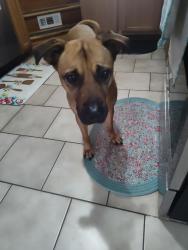 Found/Stray Male Dog last seen Homespun, Sevierville Rd, Maryville, TN 37804