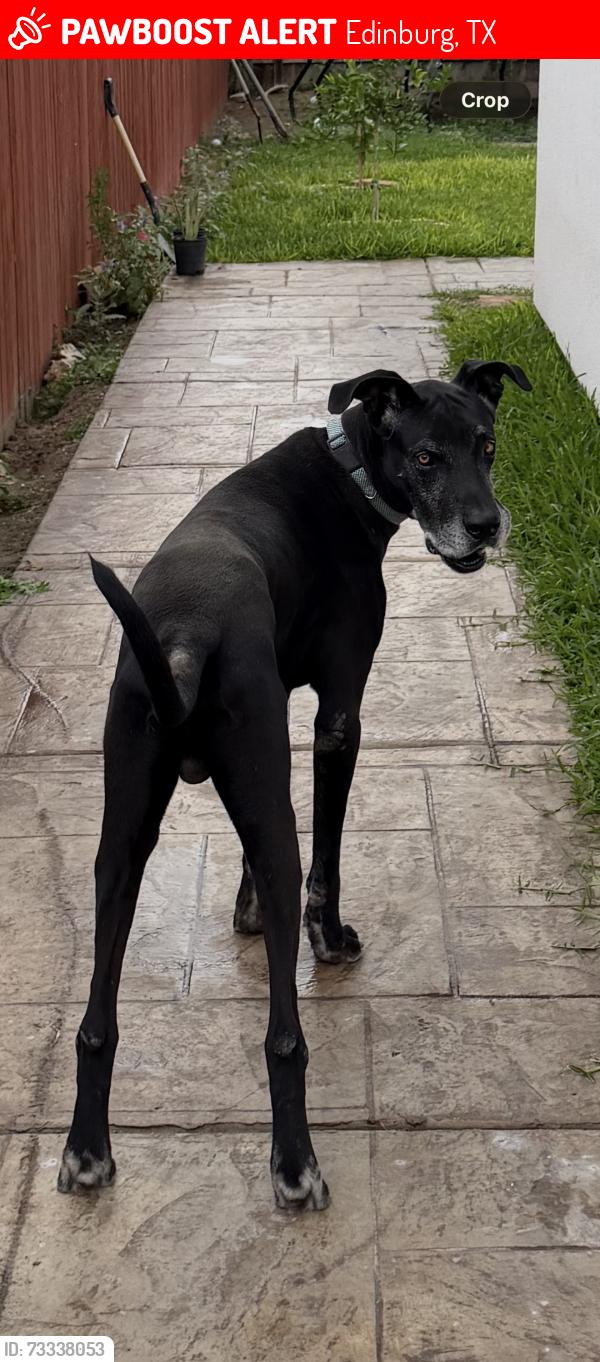 Lost Male Dog last seen North Alyna Ave, Edinburg, TX 78541