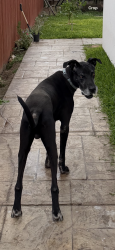 Lost Male Dog last seen North Alyna Ave, Edinburg, TX 78541