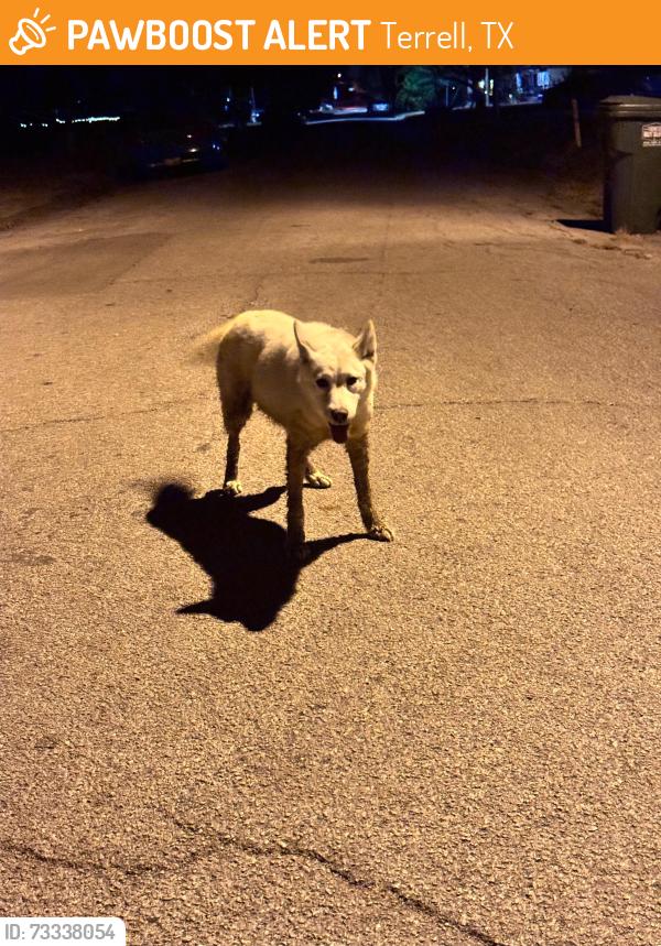 Found/Stray Unknown Dog last seen 4th and Warren, Terrell, TX 75160