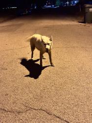 Found/Stray Unknown Dog last seen 4th and Warren, Terrell, TX 75160