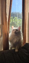 Lost Female Cat last seen W Alvarado, Wisconsin, pasadena, mission, summit, fig, hawthorne, Fallbrook, CA 92028