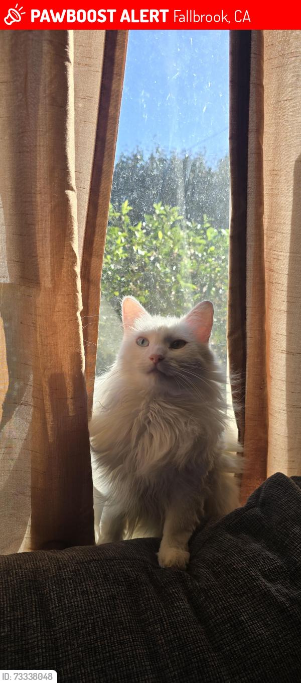 Lost Female Cat last seen W Alvarado, Wisconsin, pasadena, mission, summit, fig, hawthorne, Fallbrook, CA 92028