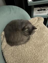 Reunited Unknown Cat last seen Greensboro airport, Greensboro, NC 27410