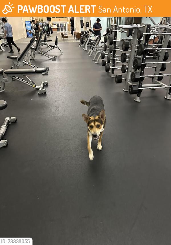 Found/Stray Male Dog last seen Golds Gym Roger’s ranch, San Antonio, TX 78258
