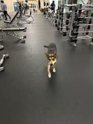 Found/Stray Male Dog last seen Golds Gym Roger’s ranch, San Antonio, TX 78258