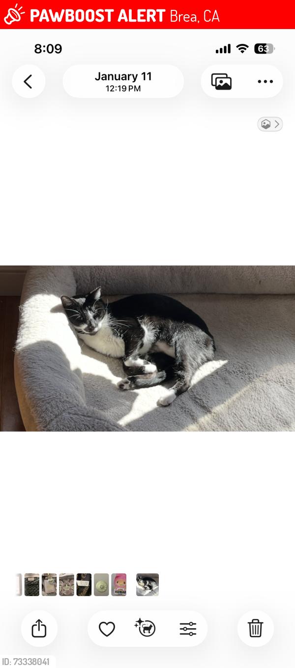 Lost Male Cat last seen Near Olinda Dr, Brea, CA 92823