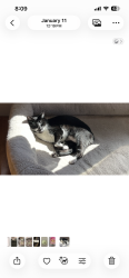 Lost Male Cat last seen Near Olinda Dr, Brea, CA 92823