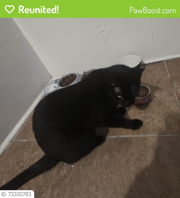 Reunited Male Cat last seen Madison Hwy, next to Kendra, Valdosta, GA 31601