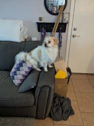 Reunited Male Dog last seen Near vacay Valley Ave, Las Vegas, NV 89183, USA, Las Vegas, NV 89183
