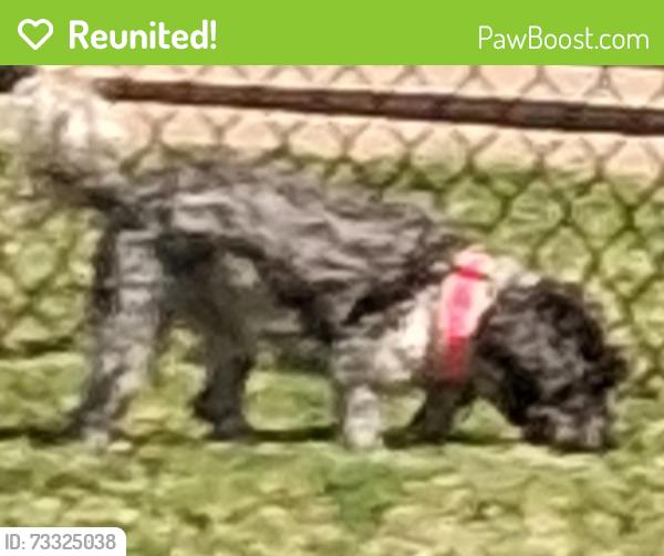 Reunited Female Dog last seen Equestrian apmt near Walker Branch, North Richland Hills, TX 76180