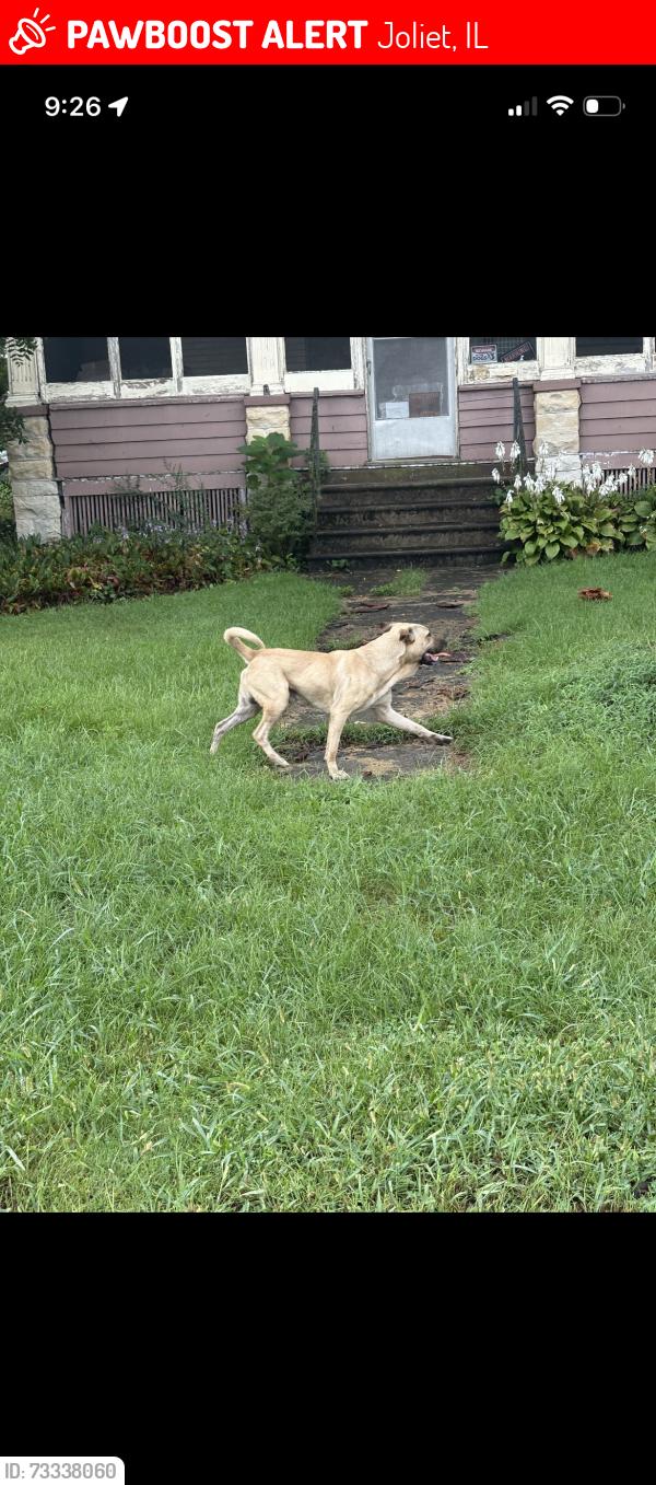 Lost Male Dog last seen Near krakar avenue, Joliet, IL 60432