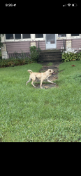 Lost Male Dog last seen Near krakar avenue, Joliet, IL 60432