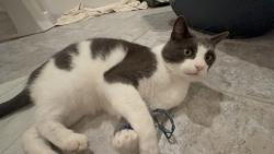 Reunited Male Cat last seen Off Skillman on Marshall Ave Petaluma, Petaluma, CA 94952