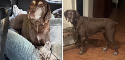 Reunited Male Dog last seen Simmons Farm, Peters Township, PA 15317