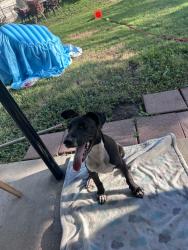 Found/Stray Male Dog last seen Lackland Air Force Base, San Antonio, TX 78211