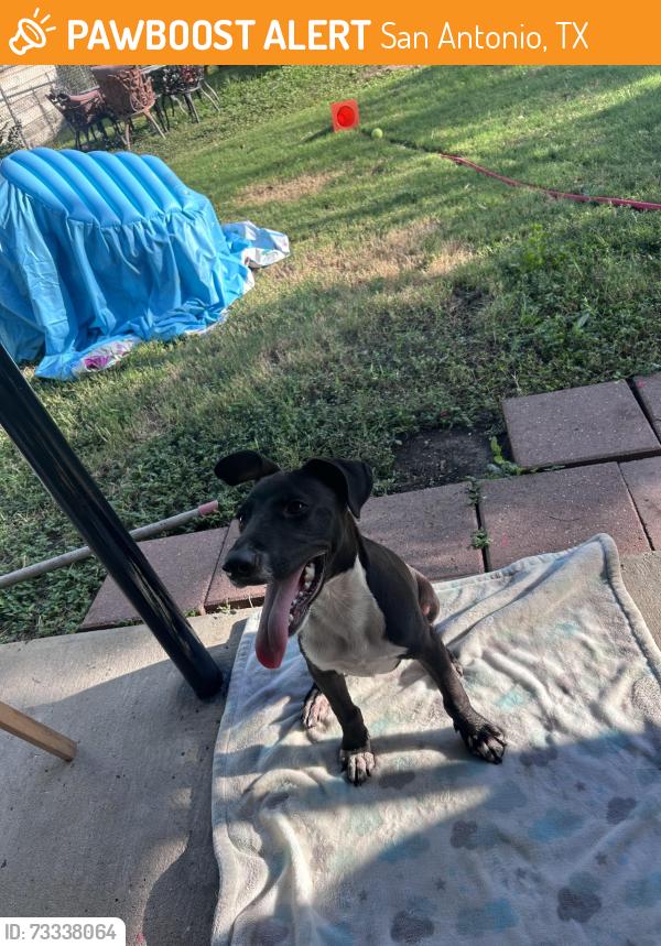 Found/Stray Male Dog last seen Lackland Air Force Base, San Antonio, TX 78211