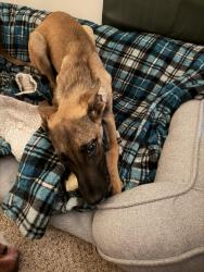 Found/Stray Female Dog last seen Eilers St Norfolk, Norfolk, VA 23505