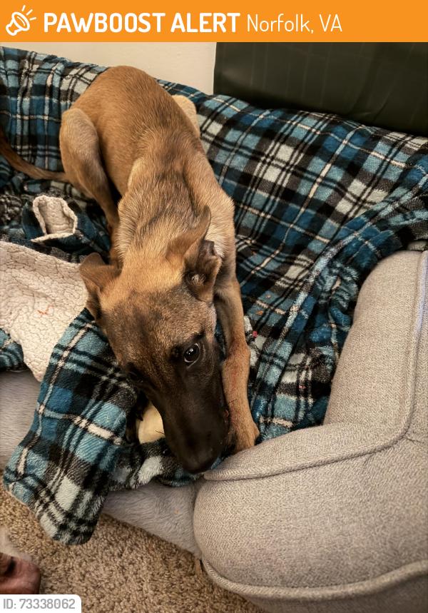 Found/Stray Female Dog last seen Eilers St Norfolk, Norfolk, VA 23505