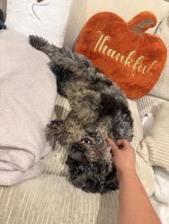 Reunited Male Dog last seen Craig & Camino Al Norte, North Las Vegas, NV 89032