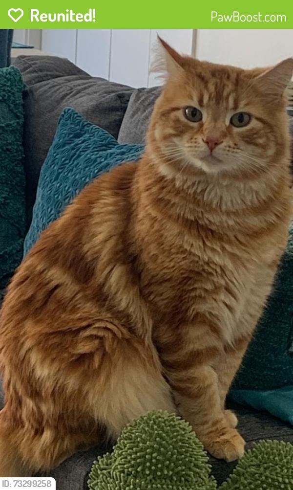 Reunited Male Cat last seen Near Bovine Crescent Donnybrook, Donnybrook, VIC 3064