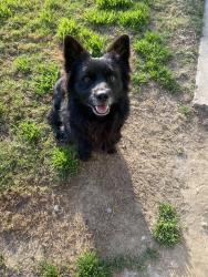 Lost Male Dog last seen Stockdale hwy, Frazier st, Bakersfield, CA 93309