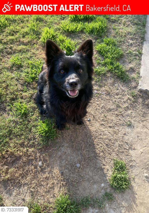 Lost Male Dog last seen Stockdale hwy, Frazier st, Bakersfield, CA 93309