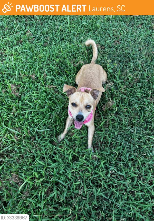 Found/Stray Unknown Dog last seen Laurens Library, Laurens, SC 29360