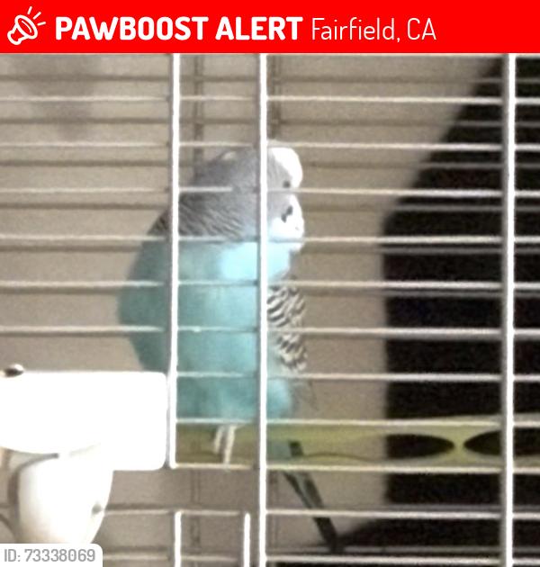 Lost Male Bird last seen alford street, waterman blvd, Fairfield, CA 94534
