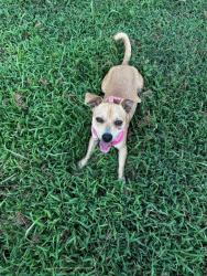 Found/Stray Unknown Dog last seen Laurens Library, Laurens, SC 29360
