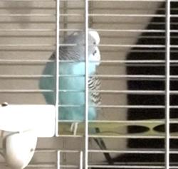 Lost Male Bird last seen alford street, waterman blvd, Fairfield, CA 94534