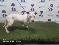 Shelter Stray Female Dog last seen , 2769 Conroy Rd, Orlando, FL 32839, USA