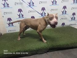 Shelter Stray Male Dog last seen , 2769 Conroy Rd, Orlando, FL 32839, USA