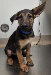 Shelter Stray Male Dog last seen Near BLOCK MERLE HAGGARD DR, BAKERSFIELD CA 93308, 3951 Fruitvale Ave, Bakersfield, CA 93308, USA