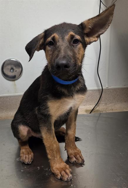 Shelter Stray Male Dog last seen Near BLOCK MERLE HAGGARD DR, BAKERSFIELD CA 93308, 3951 Fruitvale Ave, Bakersfield, CA 93308, USA