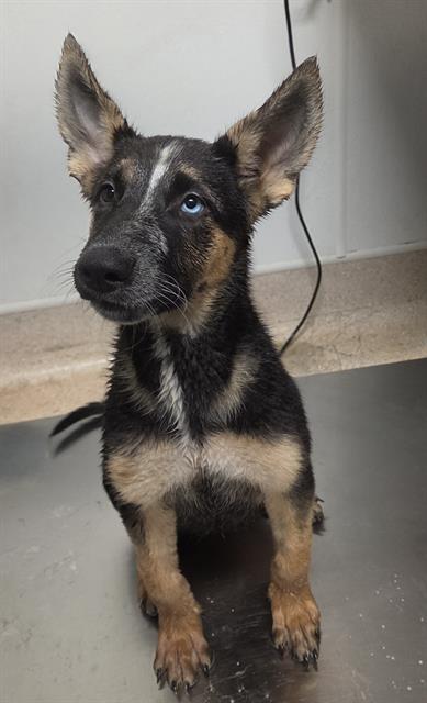 Shelter Stray Female Dog last seen Near BLOCK MERLE HAGGARD DR, BAKERSFIELD CA 93308, 3951 Fruitvale Ave, Bakersfield, CA 93308, USA