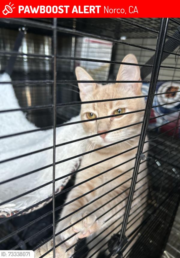 Lost Male Cat last seen Norco Hills, Norco, CA 92860